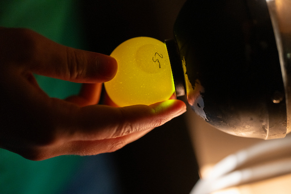 Close up of egg examined by Texas A&M poultry science student.