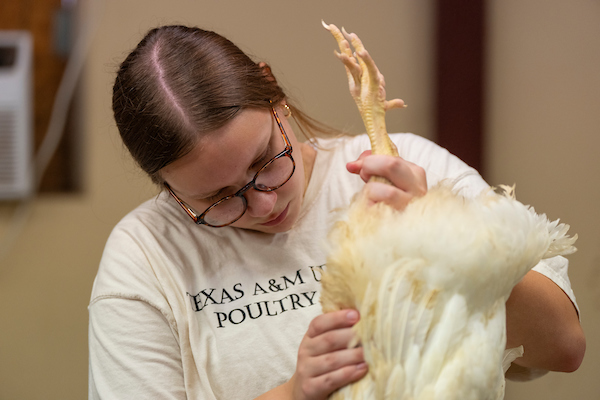 A Texas A&M poultry science student examines a chicken.