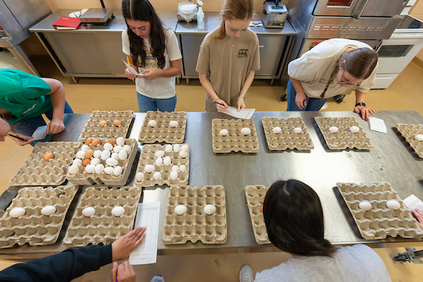 Texas A&M poultry science students examine chicken eggs.