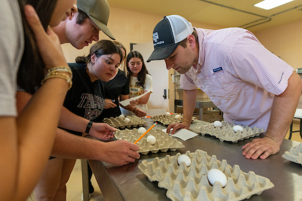 Texas A&M poultry science students examine 10 chicken eggs.