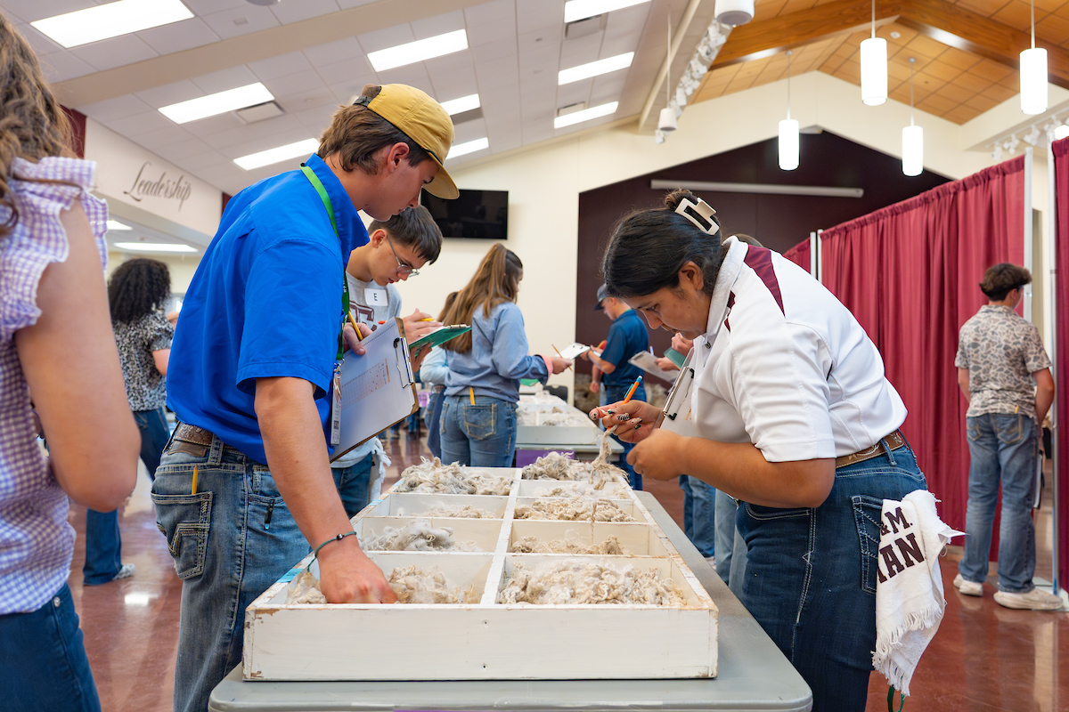 Youth at the 2025 Texas 4-H Roundup examine wool.