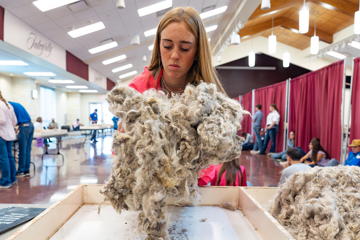 A 4-H Texas Roundup youth inspects wool.