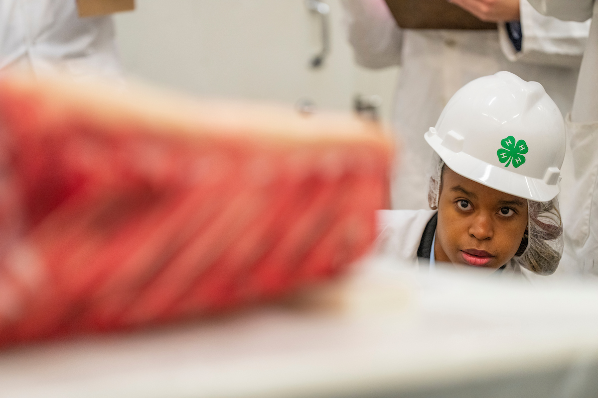 A Texas 4-H Roundup participant wearing a white evaluates meat.