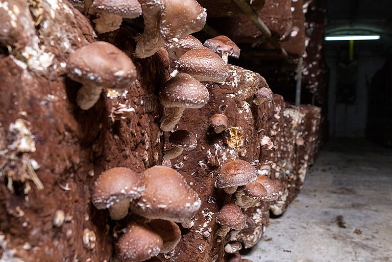 Cultivo tradicional de shiitake en Pradejón.jpg