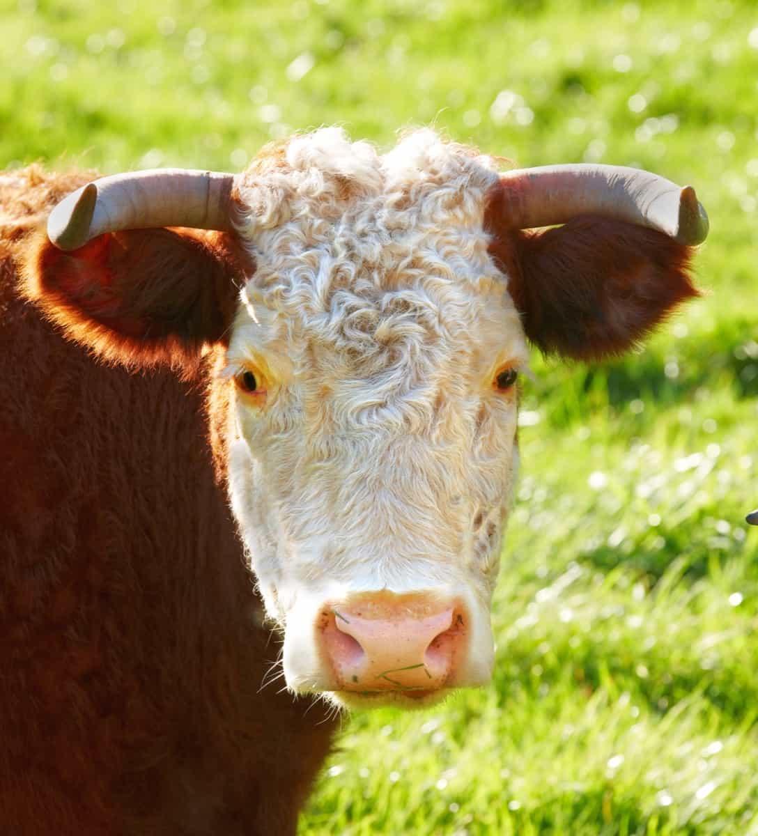 How Much Money Cattle Farmers Make in Australia: A Breakdown of Earnings, and Income Sources 6 Best Beef Cattle Breeds5