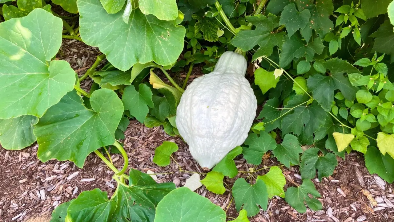 Large, bumpy squash with dusty blue-gray skin grows on thick vines in a garden bed surrounded by broad green leaves.