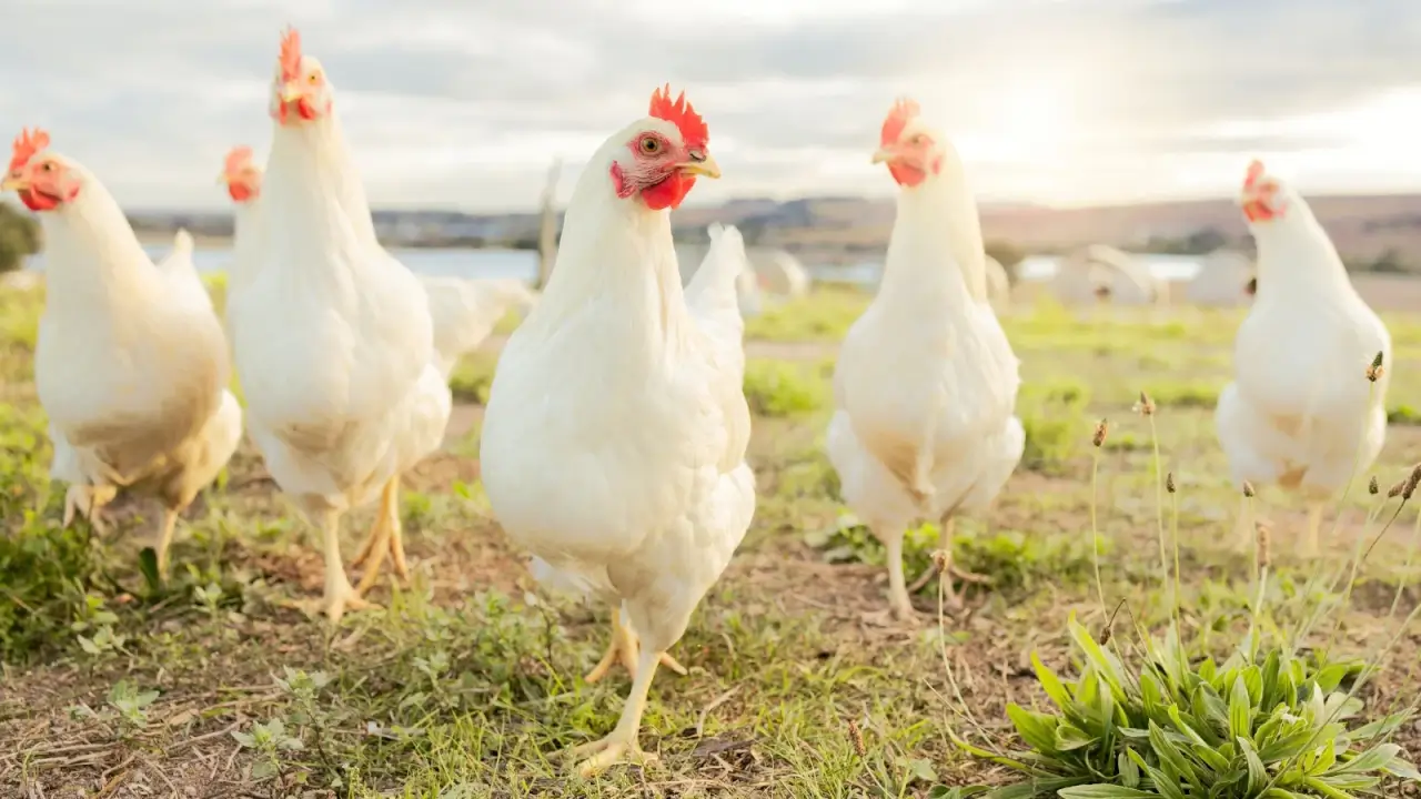 Close up of several beautiful white hens with bright pink and red combs walking free range in a pasture with green grass.
