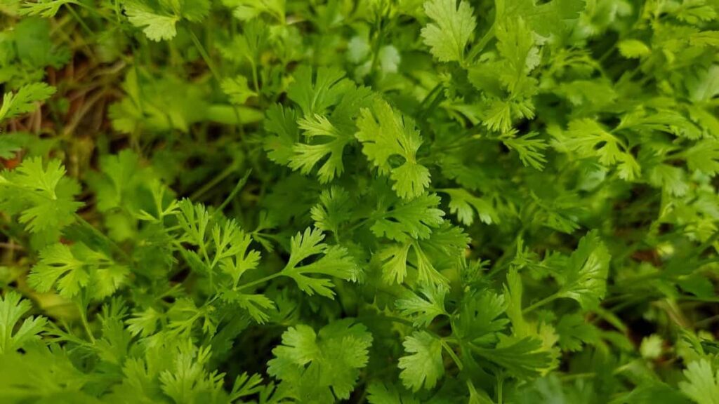 How to Start Coriander Seeds in Hydroponics: Growing Soil-less Cilantro in Water 10 Coriander Cultivation in Polyhouse3
