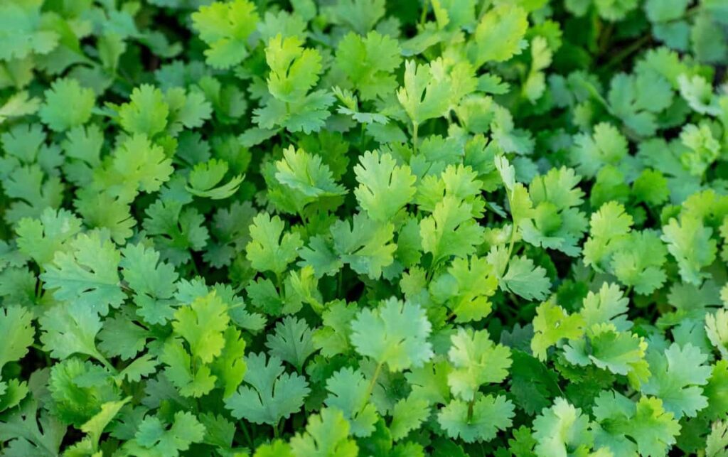 How to Start Coriander Seeds in Hydroponics: Growing Soil-less Cilantro in Water 9 Coriander Cultivation in Polyhouse4