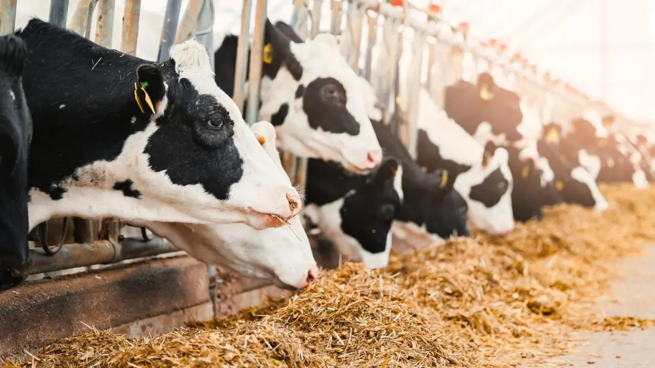 Large black and white cows eat dry hay with their heads stuck between iron bars in a modern meat factory.
