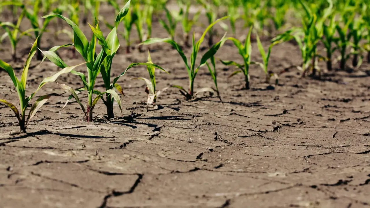 A field of growing corn plants with dry cracked soil under the scorching sun.
