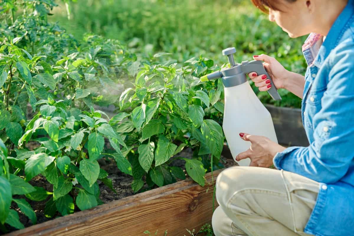 DIY Home Recipes for Killing Spider Mites: 15 Natural and Organic Remedies for Garden Plants 7 Easy Homemade Recipes for Garden Plants2