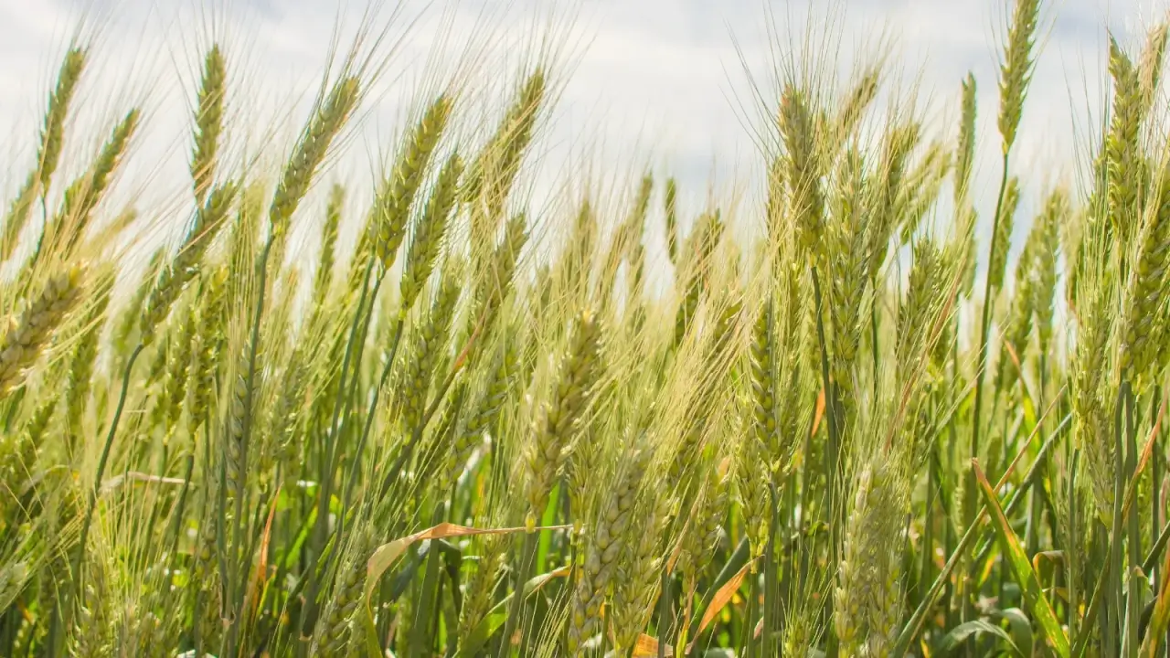 A lush field of green plants with upright, thin stems, narrow green leaves and spike-shaped seed heads growing in rows.