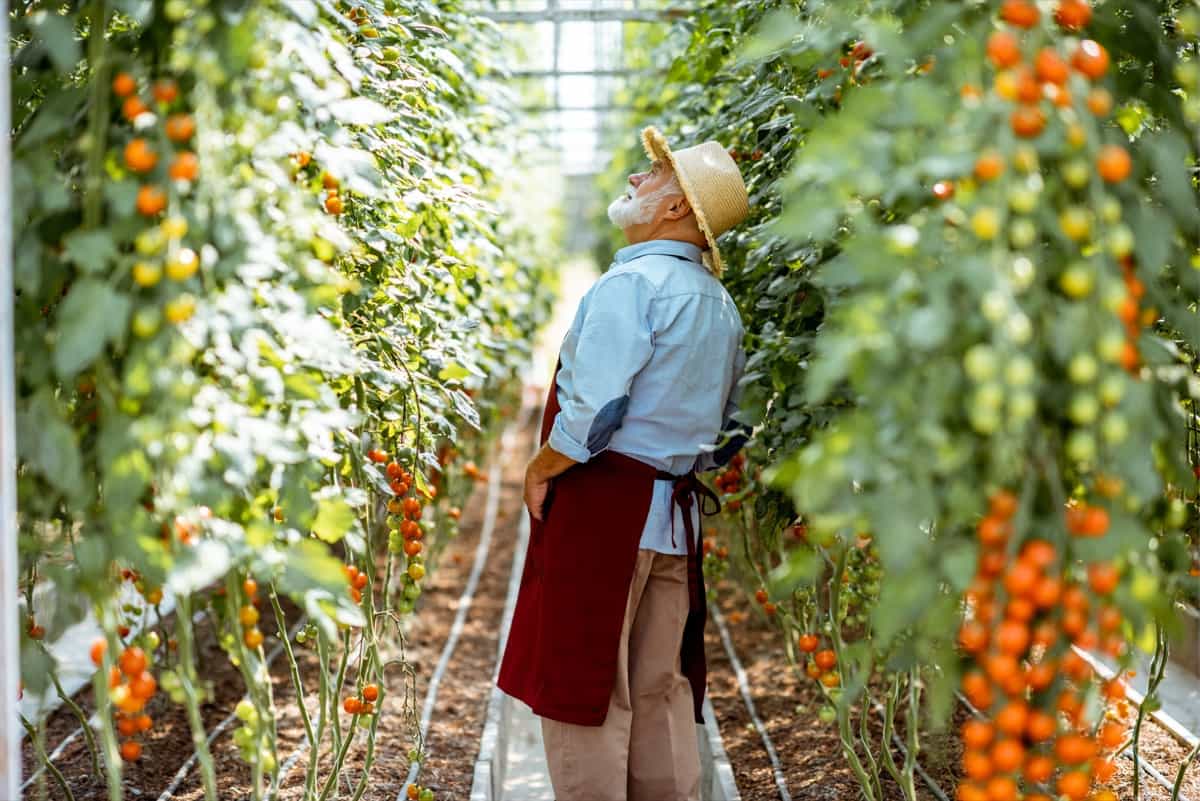 How to Start Greenhouse Farming in the UK: Crafting a Robust Business Plan 6 Greenhouse Farming in India3