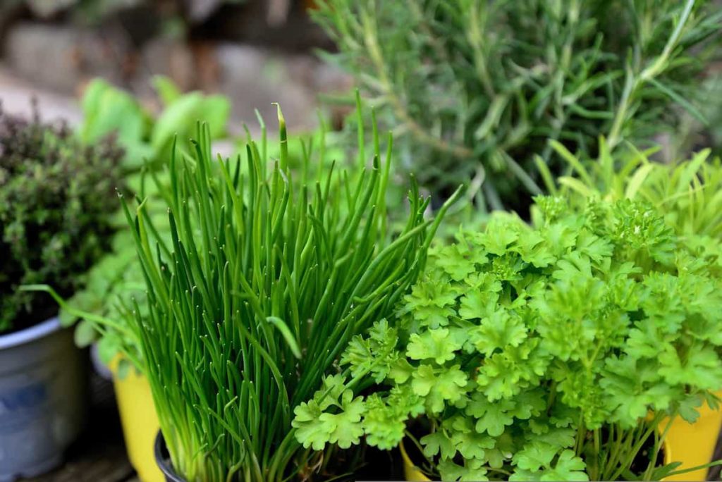 Small Terrace Garden Cost in Chennai: A Breakdown of Setup Expenses 8 Herbs Growing Season Chart 2
