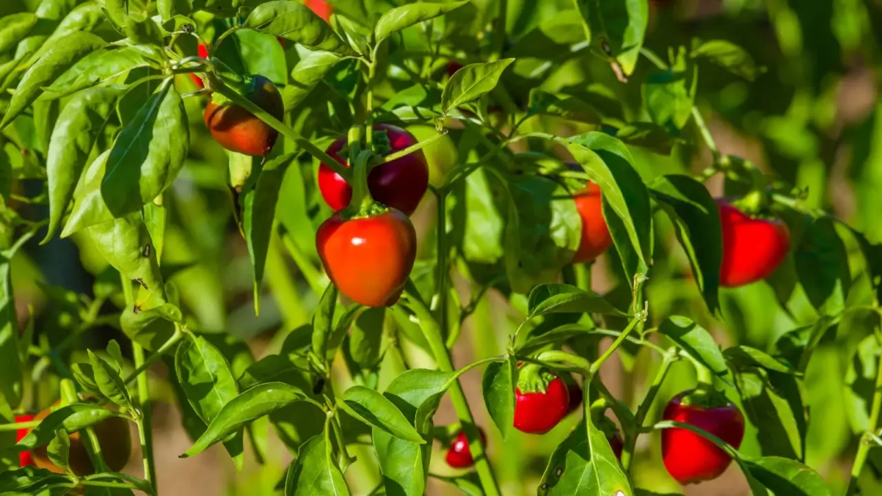 Small, round, purple-red cherry peppers grow on short green stems among lush green foliage in a sunny garden.