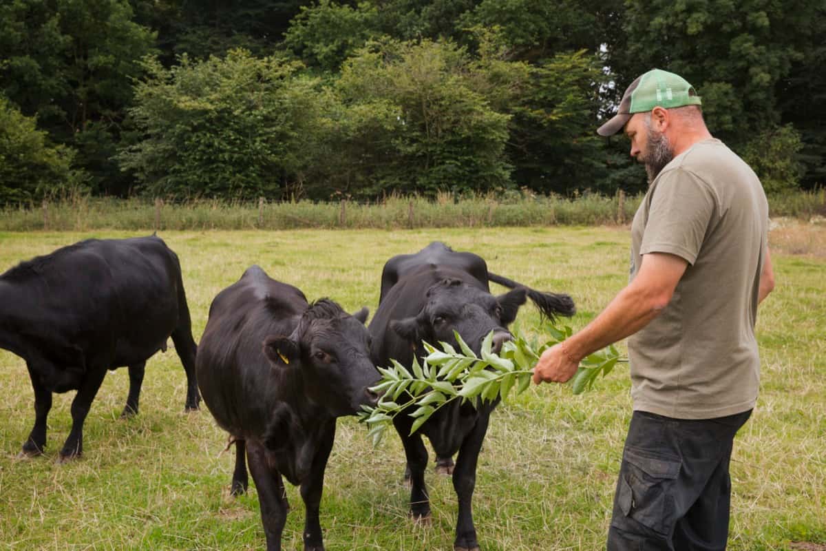 How Much Money Cattle Farmers Make in Australia: A Breakdown of Earnings, and Income Sources 5 How to Raise Dexter Cattle5