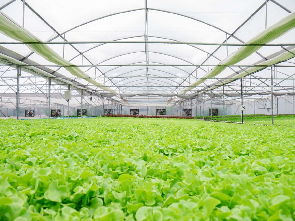 How to Start Greenhouse Farming in the UK: Crafting a Robust Business Plan 7 How to Start Greenhouse Farming in Spain4