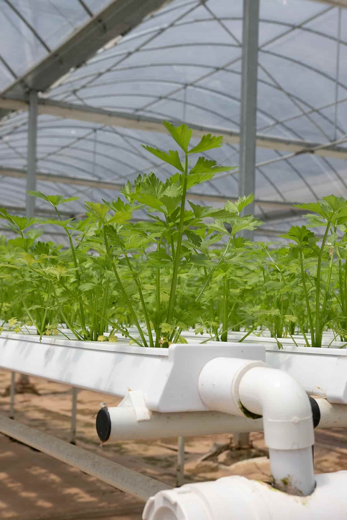 How to Start Coriander Seeds in Hydroponics: Growing Soil-less Cilantro in Water 8 How to Start Hydroponic Farming in the Netherlands 3
