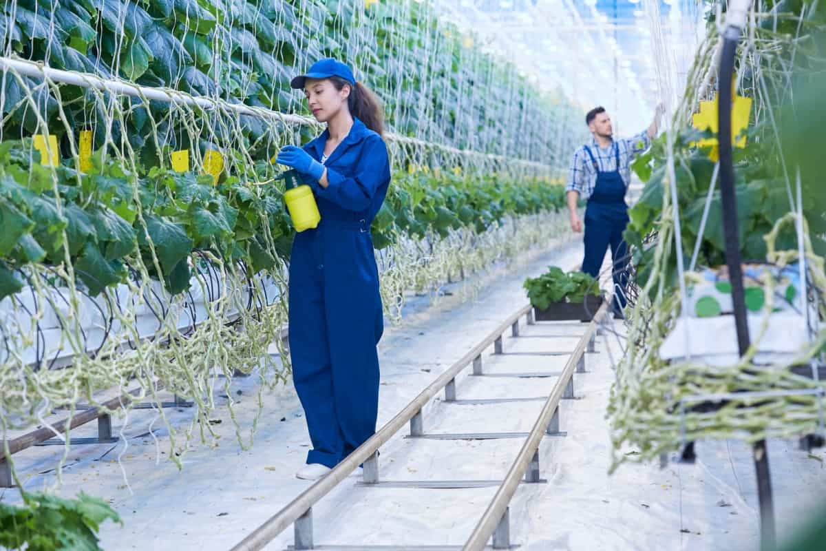 How to Start Greenhouse Farming in the UK: Crafting a Robust Business Plan 8 Integrated Pest Management for Greenhouse Crops3
