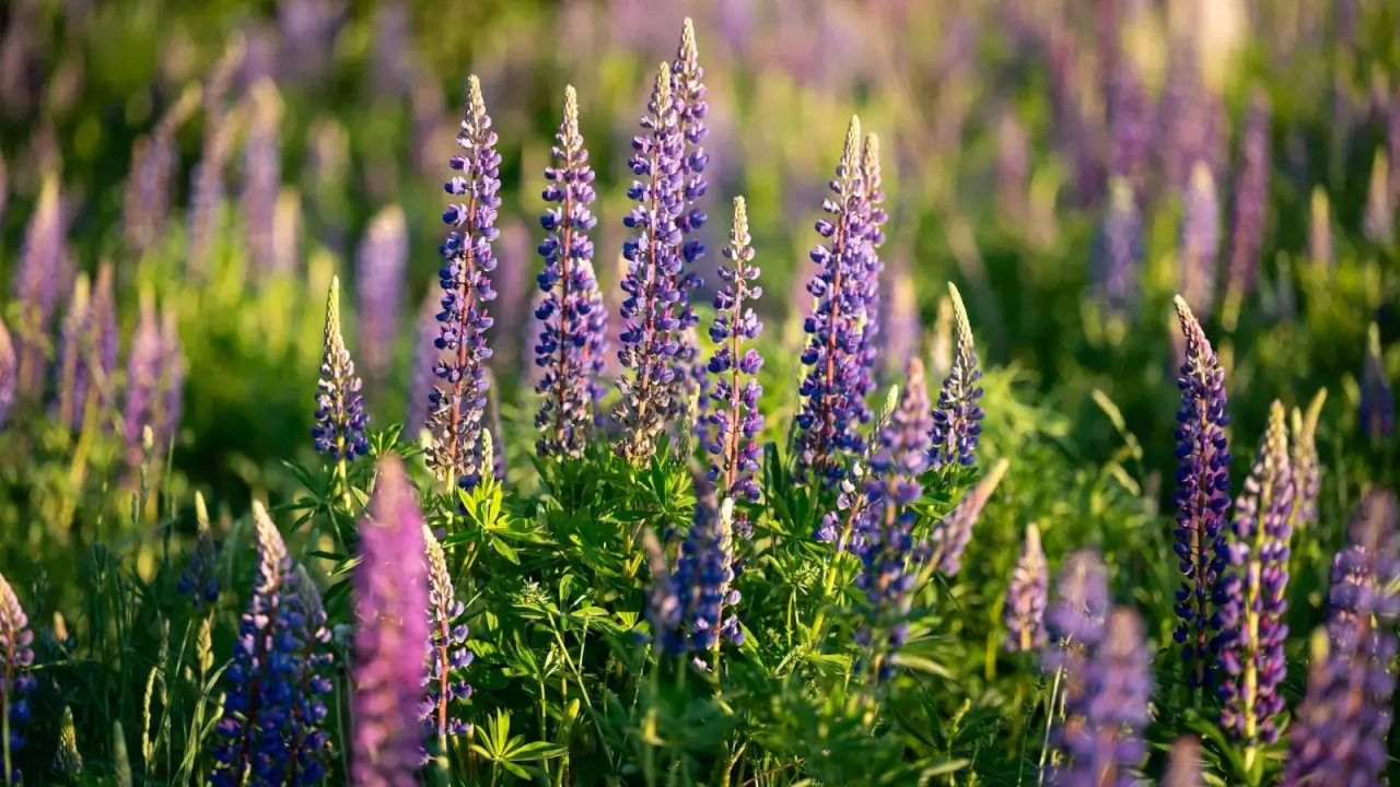 Close-up of many tall purple flower spikes with pea-shaped flowers rising above lush, palmate leaves of vibrant green.