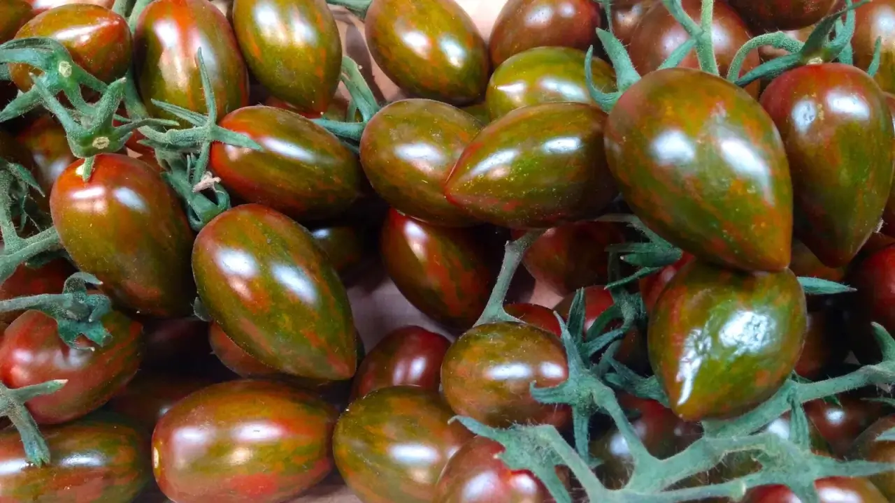 Small, oval tomatoes have deep red skin with dark green striping and a glossy, firm texture growing in clusters on long vines.