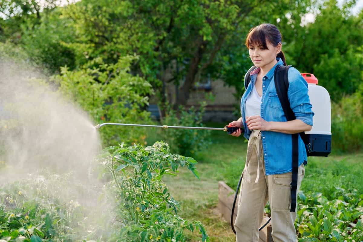 DIY Home Recipes for Killing Spider Mites: 15 Natural and Organic Remedies for Garden Plants 9 Management of Pests and Diseases in Home Garden2
