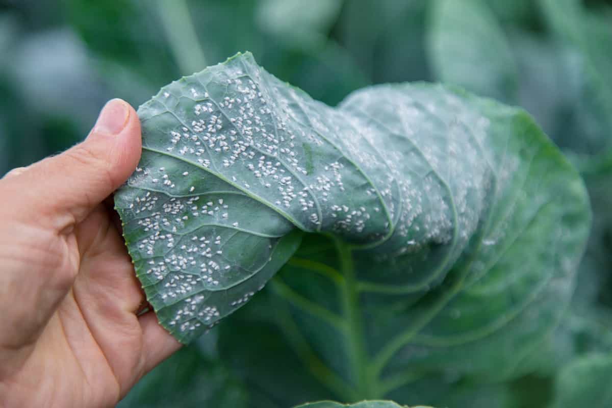 DIY Home Recipes for Killing Spider Mites: 15 Natural and Organic Remedies for Garden Plants 8 Management of Pests and Diseases in Home Garden6