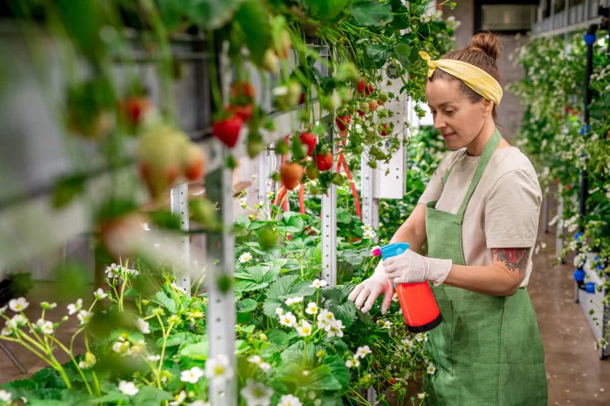 DIY Home Recipes for Killing Spider Mites: 15 Natural and Organic Remedies for Garden Plants 10 Management of Vertical Farming Pests and Diseases6