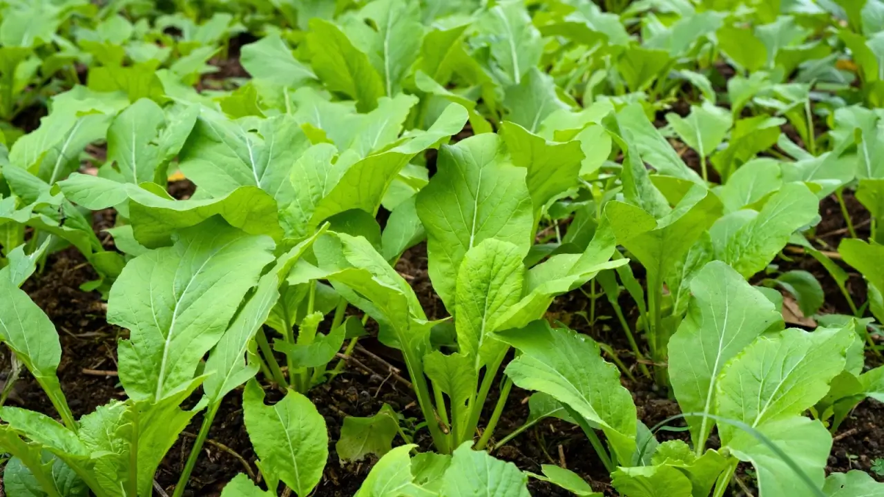 Rows of growing Mustard green plants forming rosettes of oval, slightly wavy-edged, green leaves on thin stems.