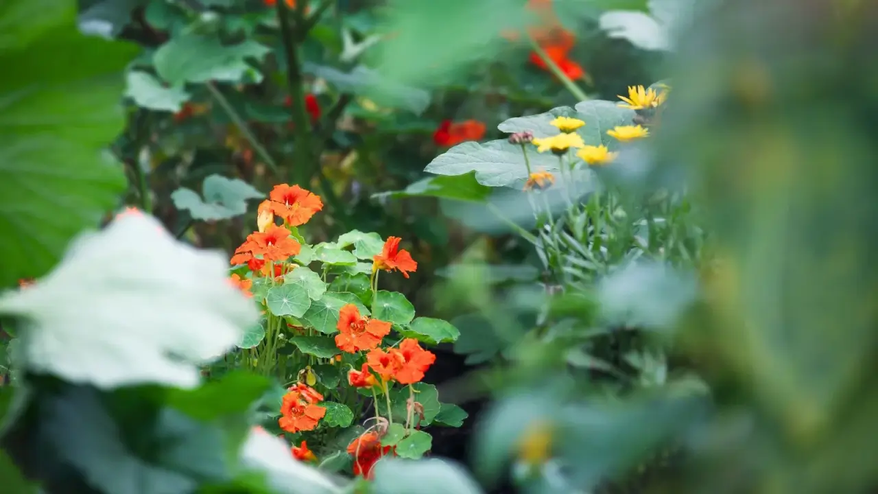 Bright orange Nasturtiums bloom alongside yellow marigolds in a courgette vegetable garden, attracting aphids and squash bugs.