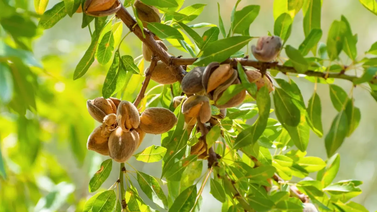 Close-up of a sturdy branch covered with thin, lance-shaped green leaves between which grow clusters of almond-shaped drupes.