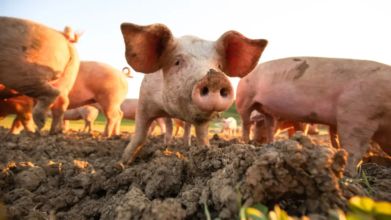 Soft pink pigs with slightly dirty faces graze in a meadow on an organic meat farm.