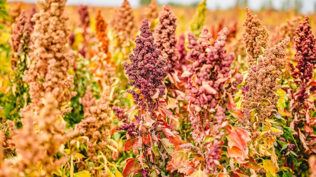 Dense rows of leafy stalks topped with colorful plume-like seed heads in shades of red, pink, yellow, and green, over bright red, yellow, green autumn foliage.