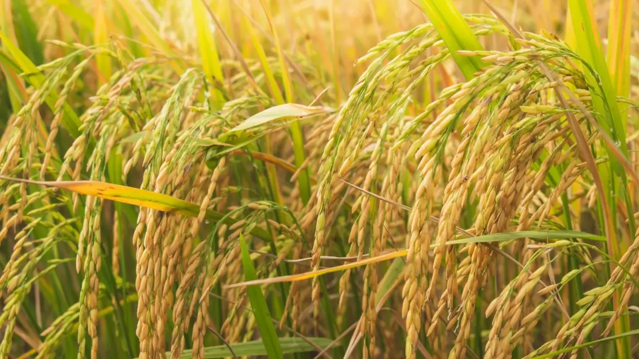 Close-up of rice seed heads with clusters of tiny oval golden seeds hanging on thin vertical stems among narrow green foliage in a sunny field.