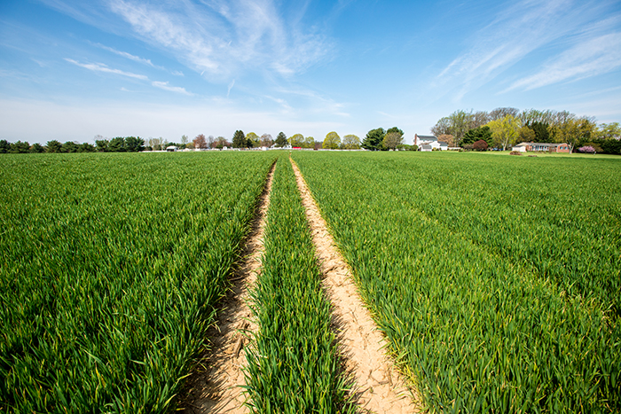 Rye cover crops in Harford County Maryland. Cover crops are among the conservation practices supported by CSP. Photo credit: Edwin Remsberg, USDA.