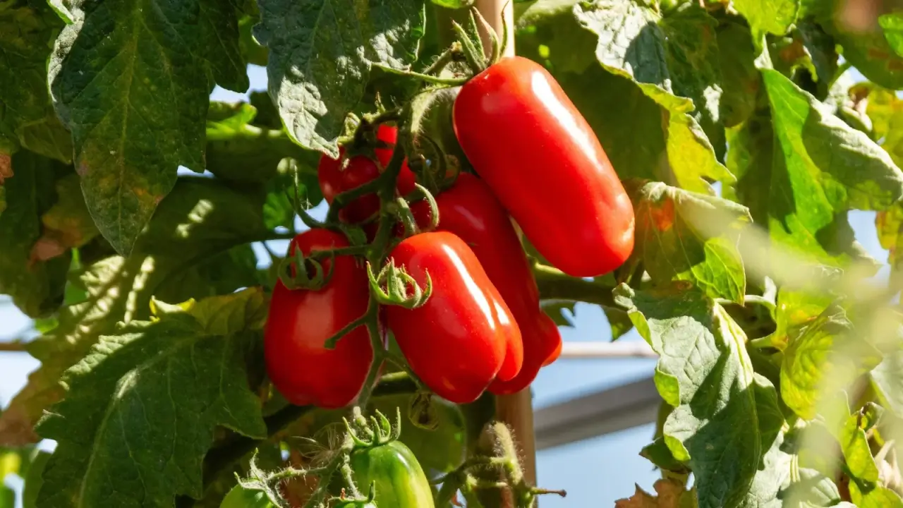 Elongated, bright red tomatoes with smooth skin and pointed ends hang in clusters on green leafy vines, illuminated by sunlight.