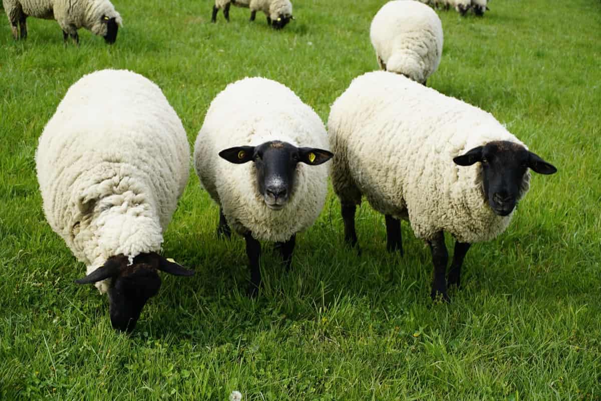Natural Sheep Foot Rot Treatment: 14 Holistic Remedies and Prevention 6 Sheep Farming in Switzerland6