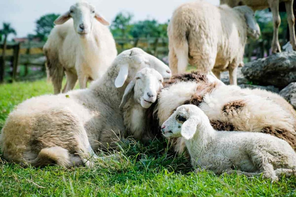 Natural Sheep Foot Rot Treatment: 14 Holistic Remedies and Prevention 8 Sheep farming in the USA6