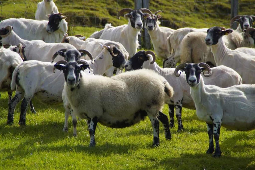 Natural Sheep Foot Rot Treatment: 14 Holistic Remedies and Prevention 7 Start Sheep Farming4