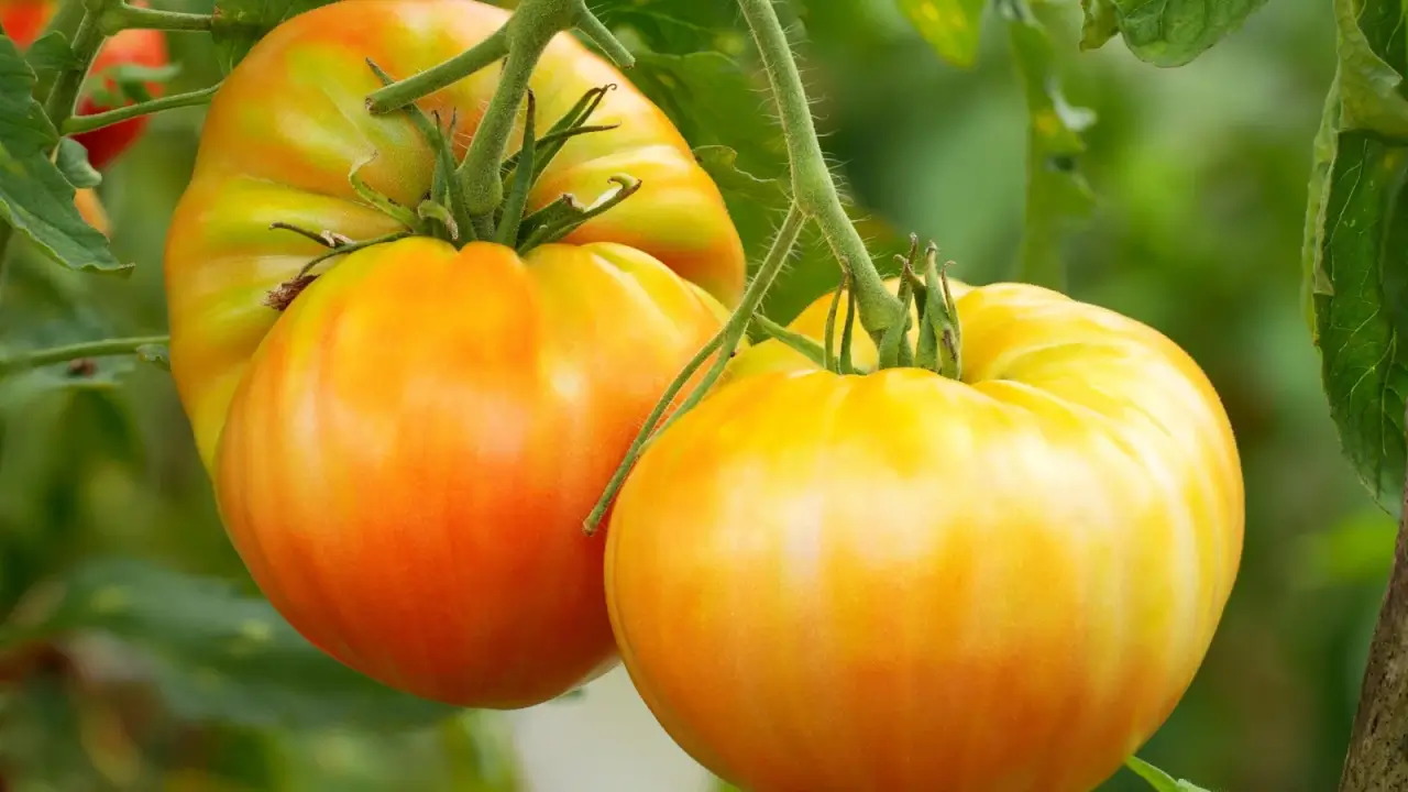Large, slightly flattened tomatoes display vibrant marbled patterns of red, yellow, and orange with a smooth, glossy surface surrounded by green foliage.