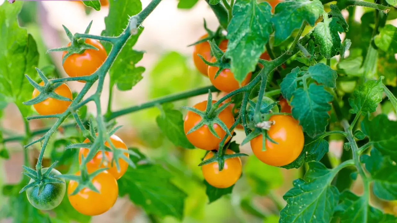 A cluster of ripening cherry tomatoes with small round fruits and golden-orange glossy skin growing among green foliage.