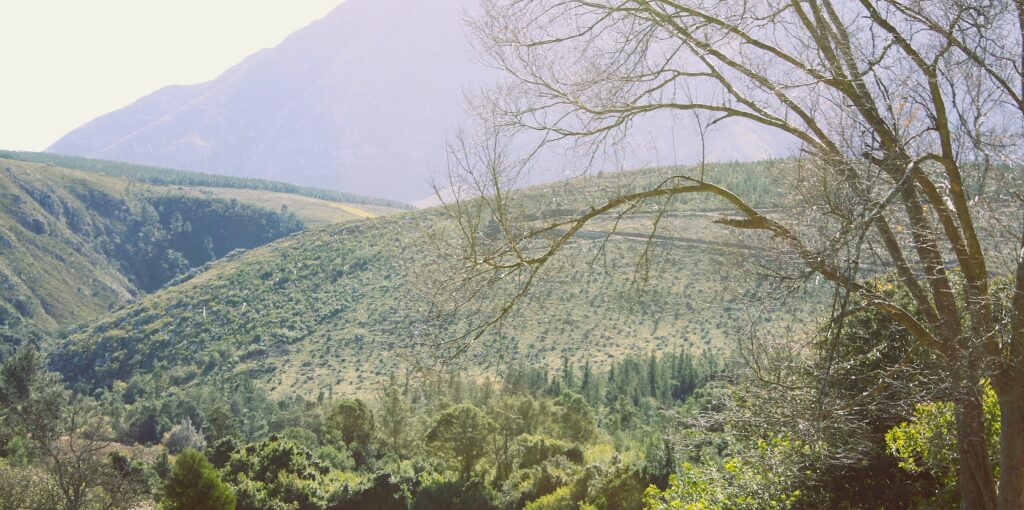 The Garcia pine plantation is in the foothills of the Langeberg mountain at Riversdale in the Western Cape
