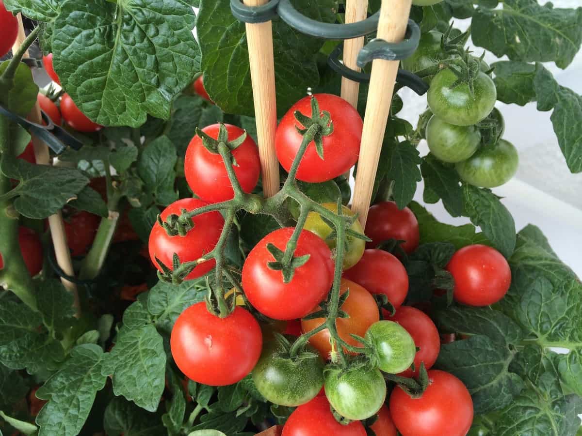 Small Terrace Garden Cost in Chennai: A Breakdown of Setup Expenses 7 Tomato Farming Seasons6