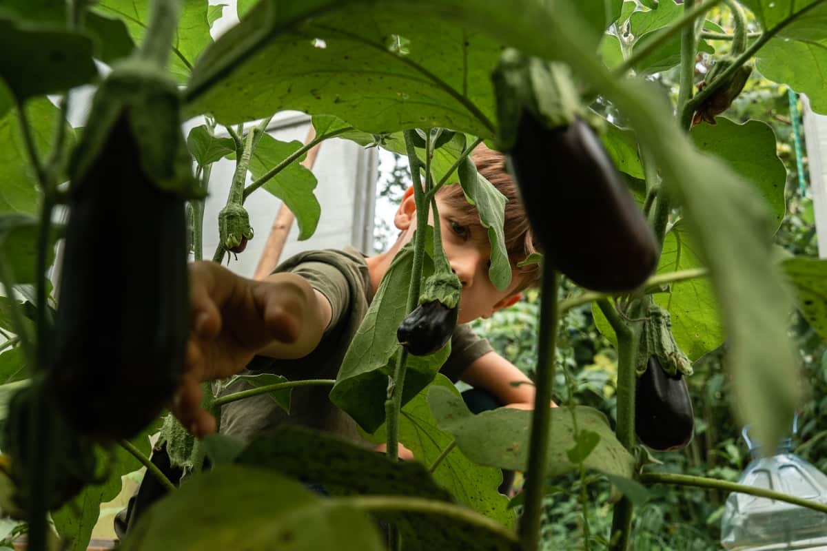 Small Terrace Garden Cost in Chennai: A Breakdown of Setup Expenses 6 Ultimate Guide to Brinjal Farming Eggplant 5