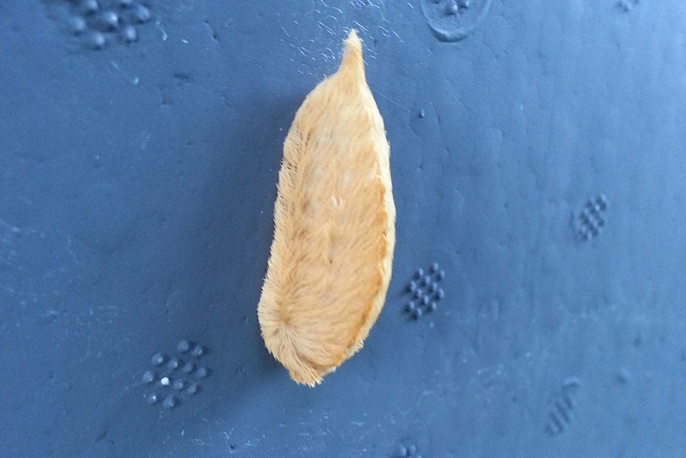 Asp puss caterpillar