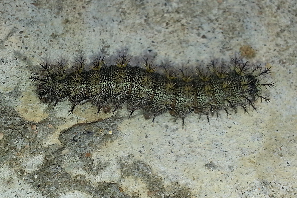 Buck moth caterpillar