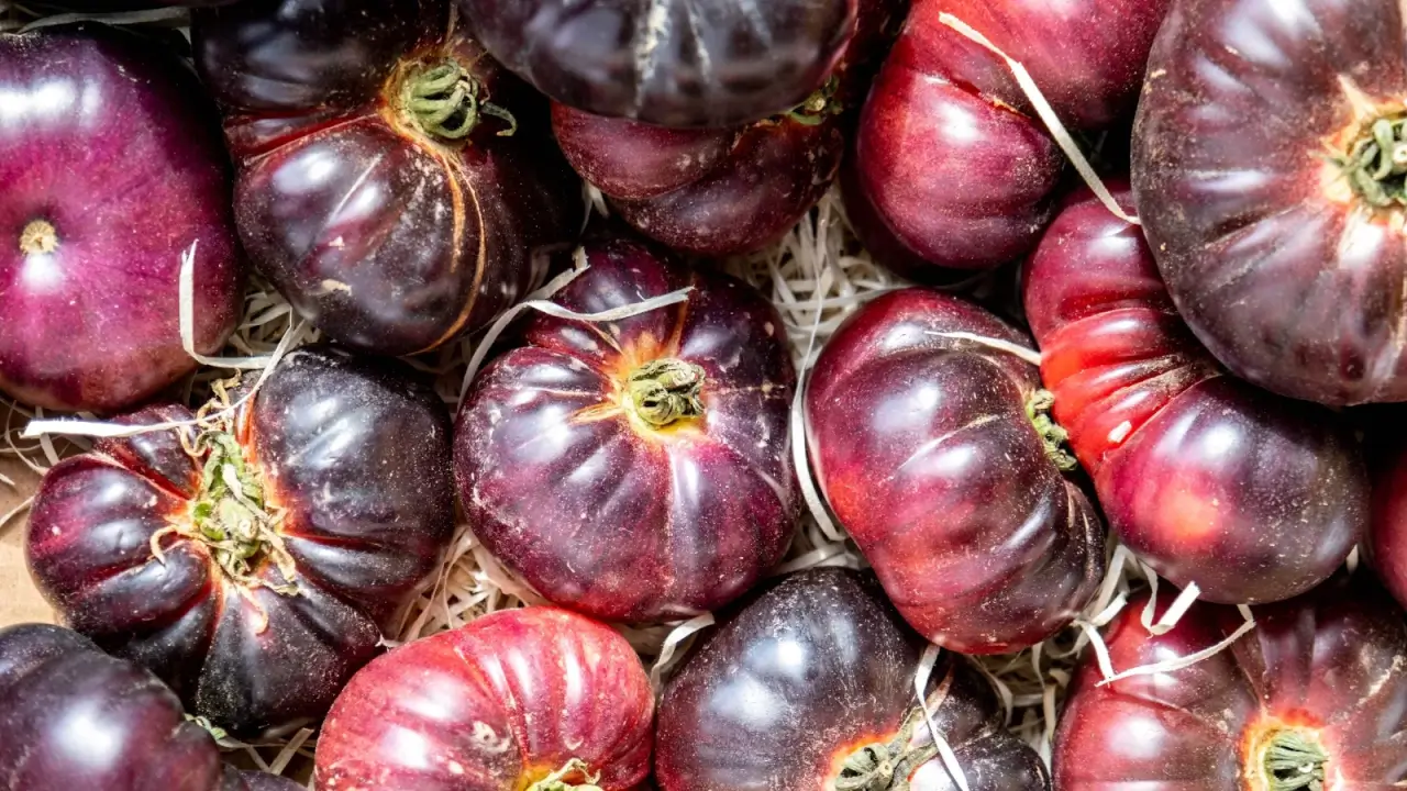 Freshly picked Cherokee purple tomatoes feature large, slightly flattened fruits with distinct ribs and glossy red-purple skin.
