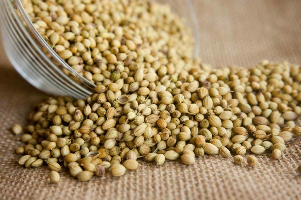 How to Start Coriander Seeds in Hydroponics: Growing Soil-less Cilantro in Water 7 coriander 166990 1920