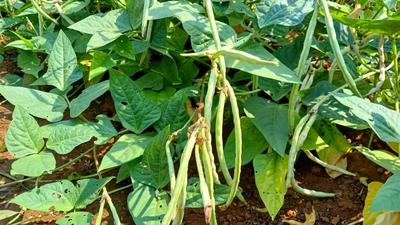 Lush, bushy plants with large, wide, heart-shaped, dark green leaves and long, hanging, pale green pods growing in a field.
